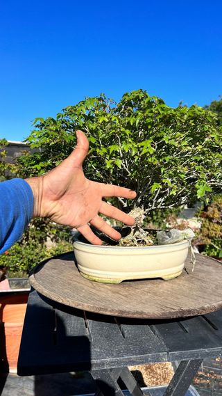 BONSAI ACER PALMATUM KIYOHIME