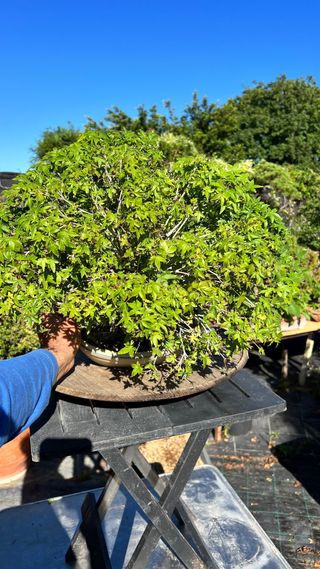 BONSAI ACER PALMATUM KIYOHIME