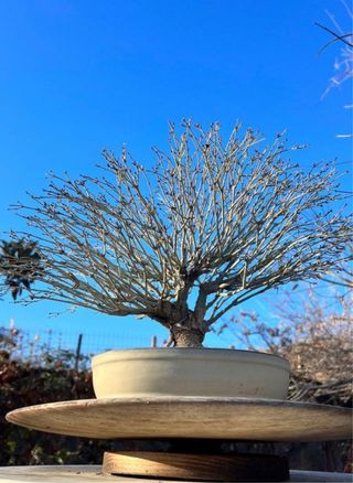 BONSAI ACER PALMATUM KIYOHIME