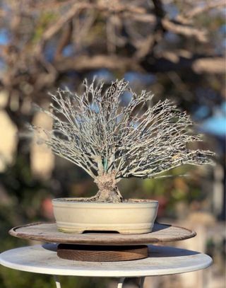 BONSAI ACER PALMATUM KIYOHIME