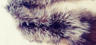 Chal de zorro plateado