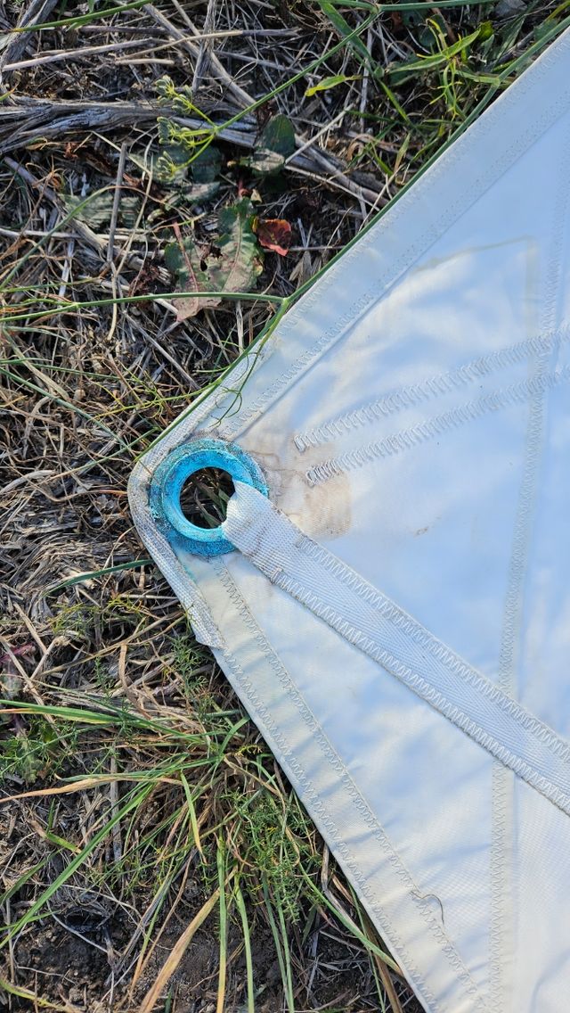 Tormentin en perfecto estado