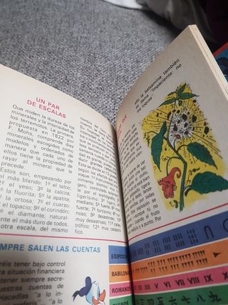 Jóvenes castores. Walt Disney