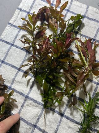 plantas