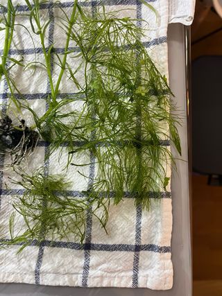 plantas