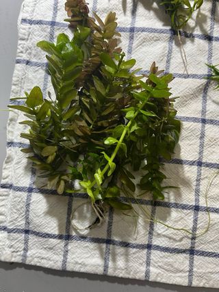 plantas