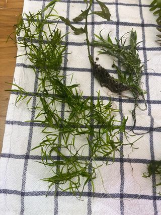 plantas