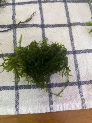 plantas