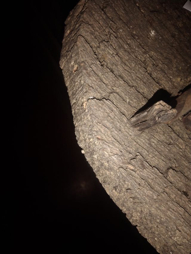 Colmena corcho  y antigua