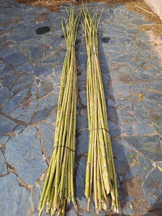 30 Cañavera limpias