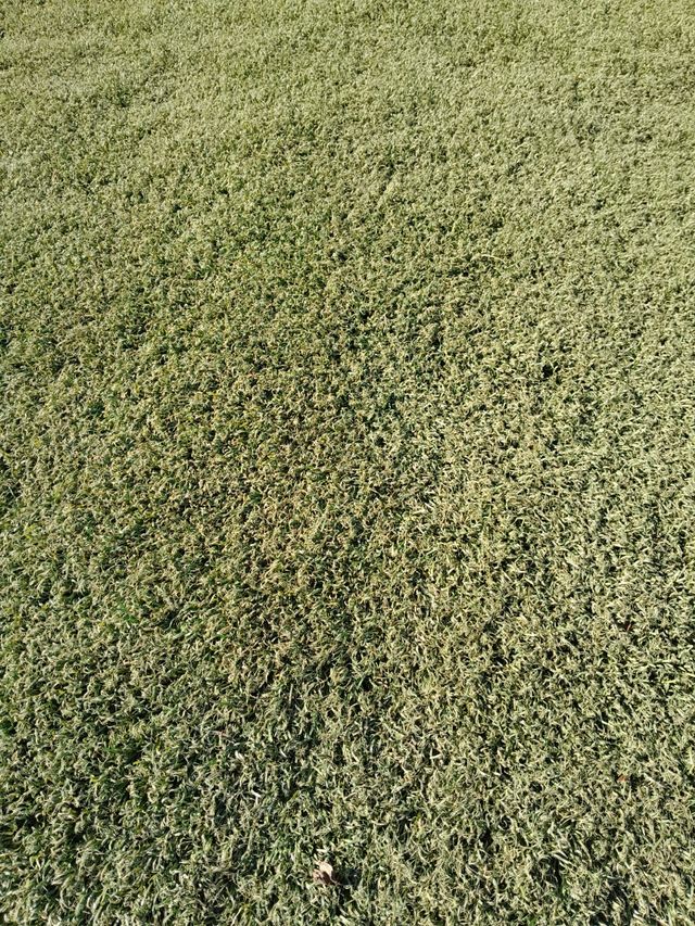 🏡Césped artificial reciclado 🏡