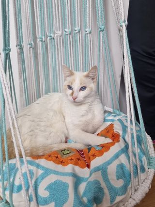 Hamaca gato de luxe