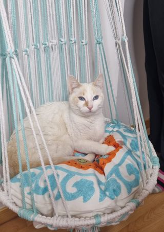Hamaca gato de luxe