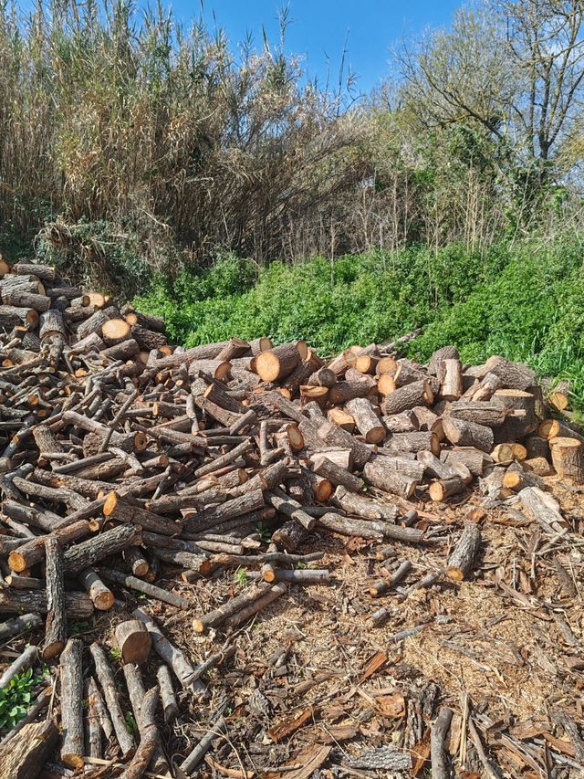 llenya de anzina I roble