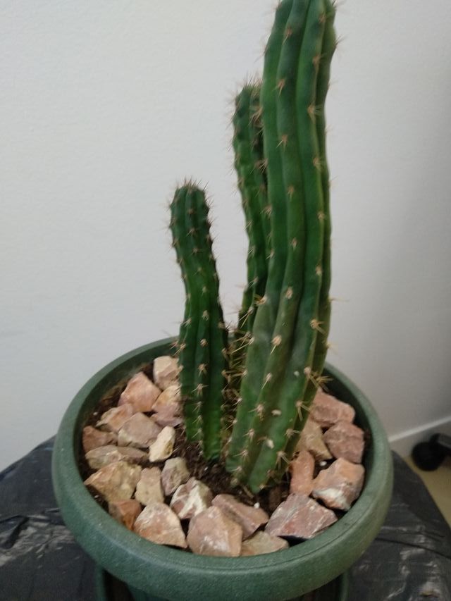 Maceta con cactus tipo columnar