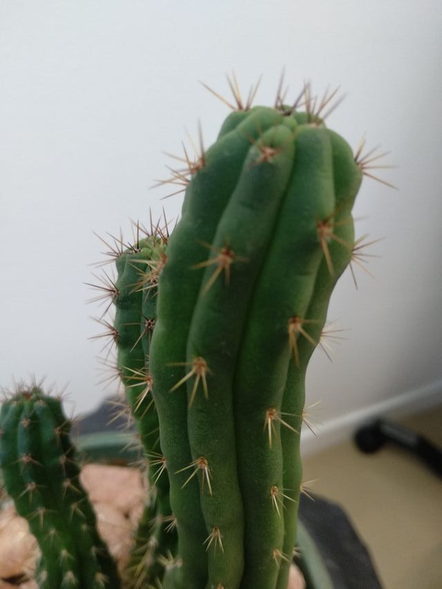 Maceta con cactus tipo columnar