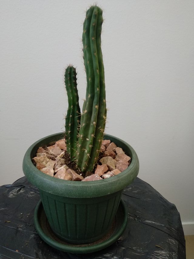 Maceta con cactus tipo columnar