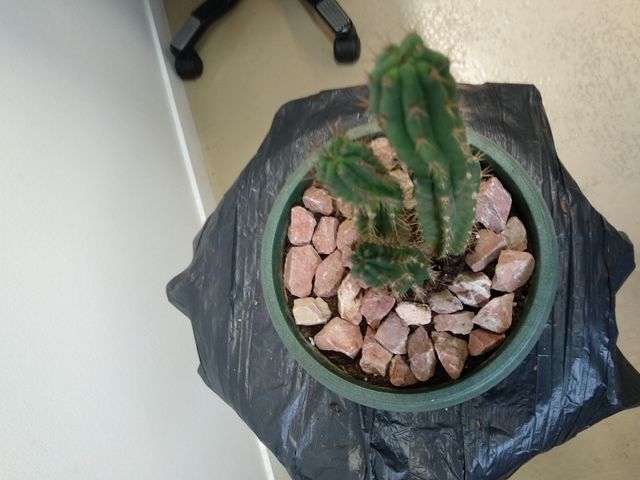 Maceta con cactus tipo columnar