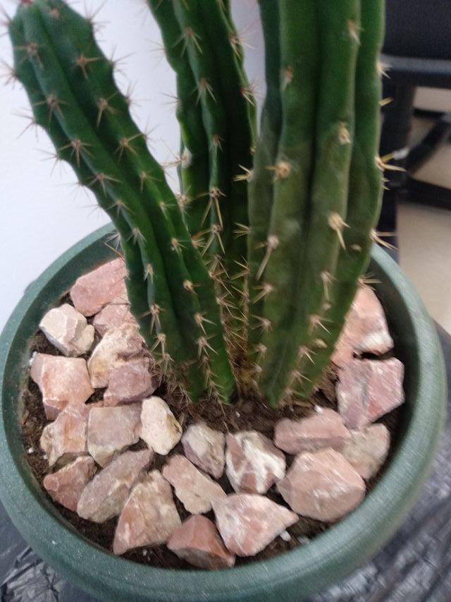Maceta con cactus tipo columnar