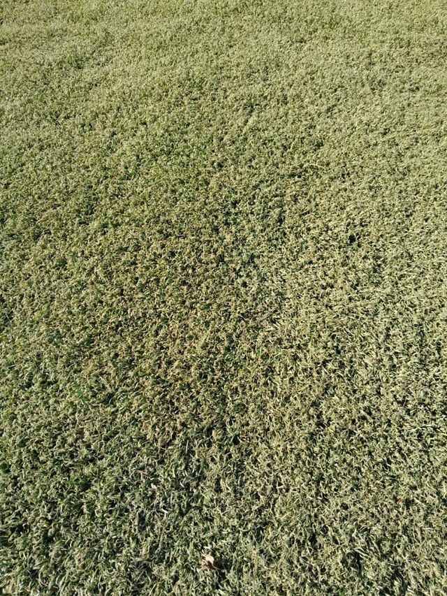 🌿Césped artificial reciclado 🌿