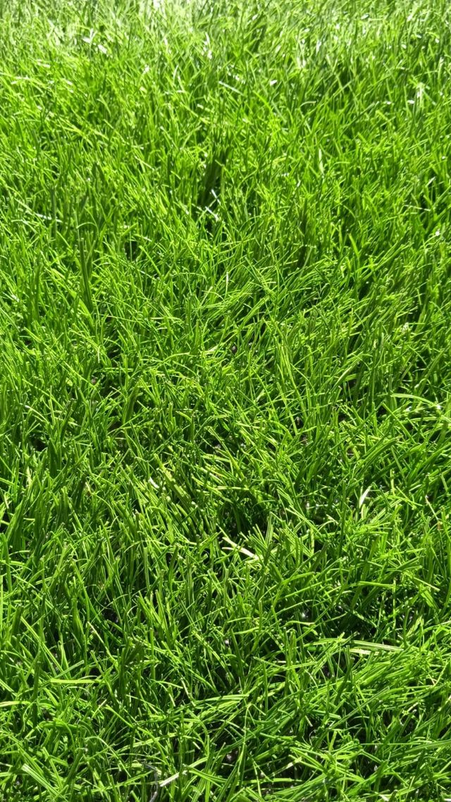 🌿Césped artificial reciclado 🌿