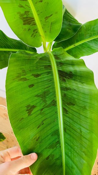 Musa Tropicana (Cavendish)