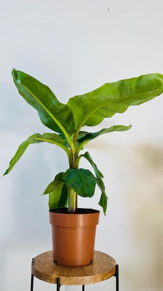 Musa Tropicana (Cavendish)