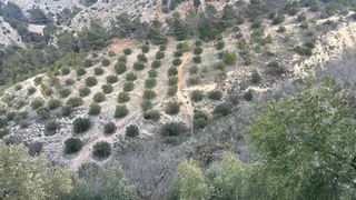 FINCA RÚSTICA DE OLIVAR ALCAUDETE (JAÉN)