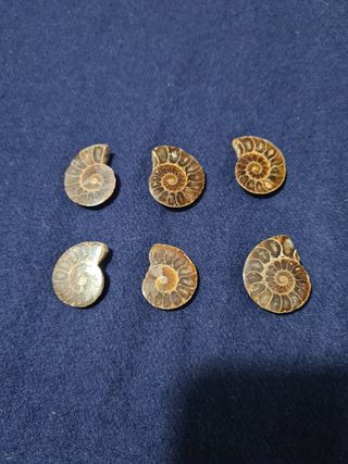 Fossili di ammonite