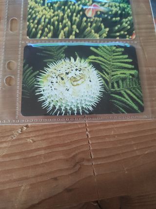 9 Schede Telefoniche animali del mare