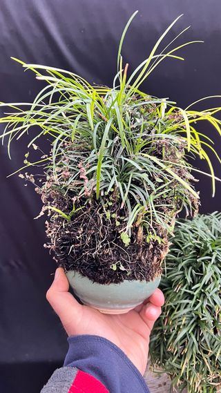 PLANTA ACENTO OPHIOPOGON JAPONICA