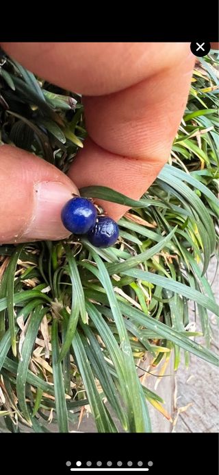 PLANTA ACENTO OPHIOPOGON JAPONICA