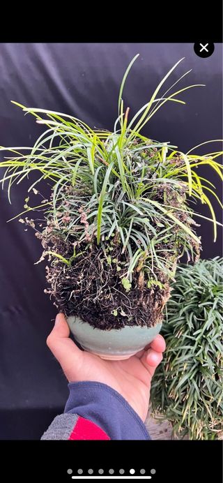 PLANTA ACENTO OPHIOPOGON JAPONICA