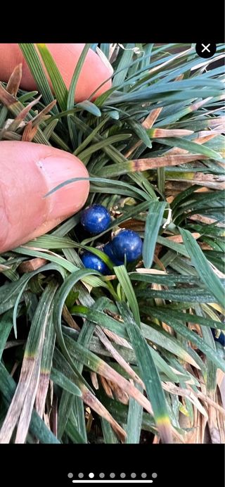 PLANTA ACENTO OPHIOPOGON JAPONICA