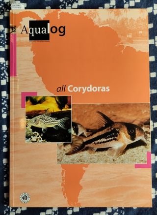 Corydoras 