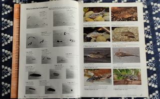 Corydoras 