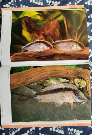 Corydoras 