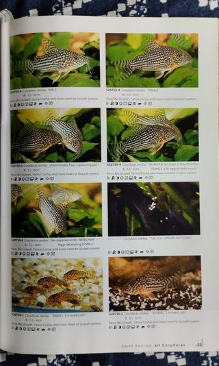 Corydoras 