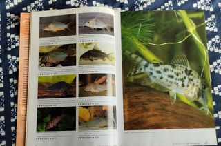Corydoras 