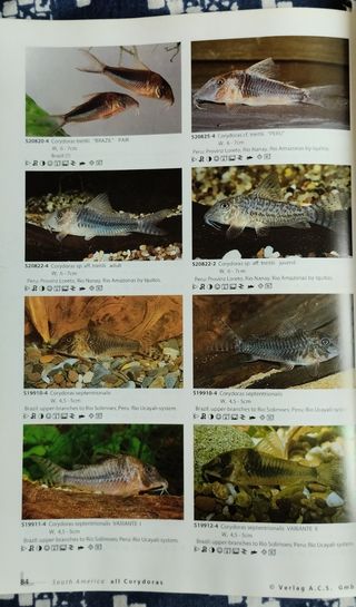Corydoras 