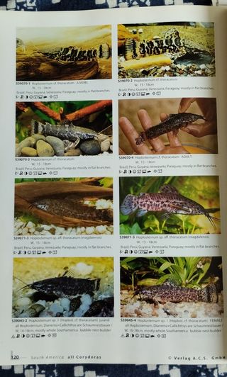 Corydoras 