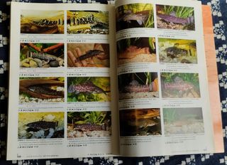 Corydoras 