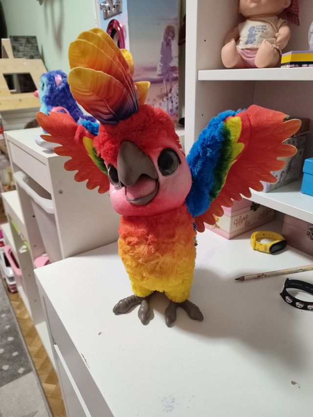 Divertente vero pappagallo