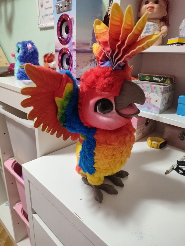 Divertente vero pappagallo