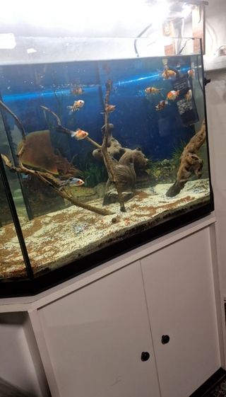 Pecera 350 litros.