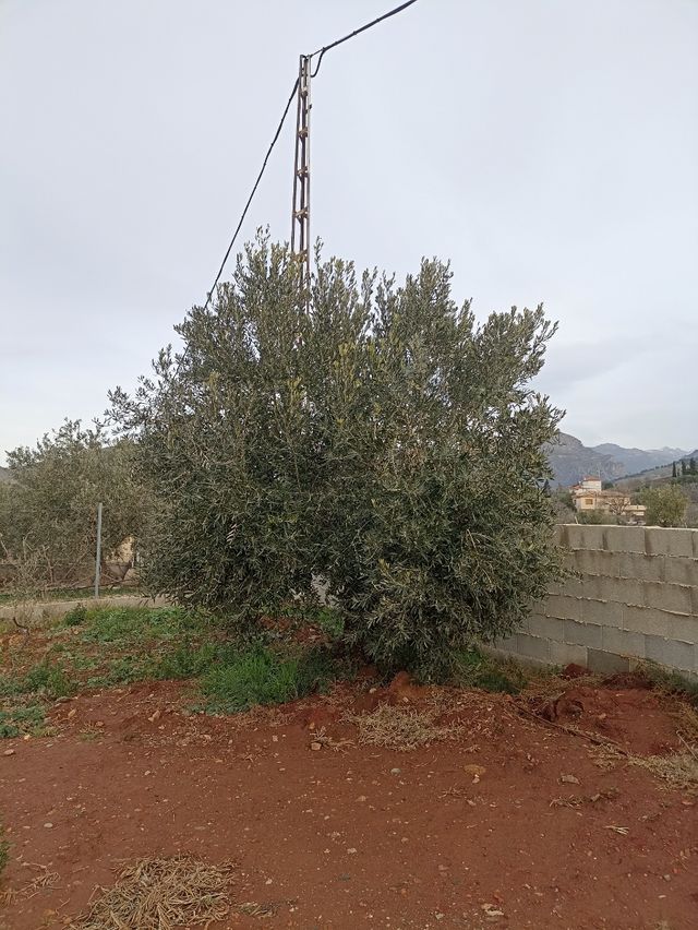 Jardinero poda olivos y demás frutales