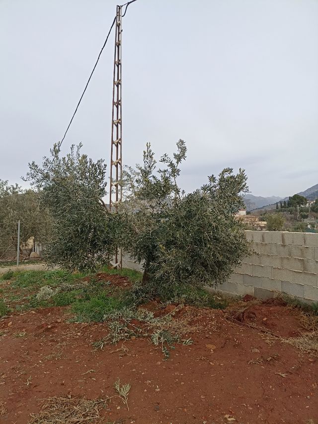 Jardinero poda olivos y demás frutales