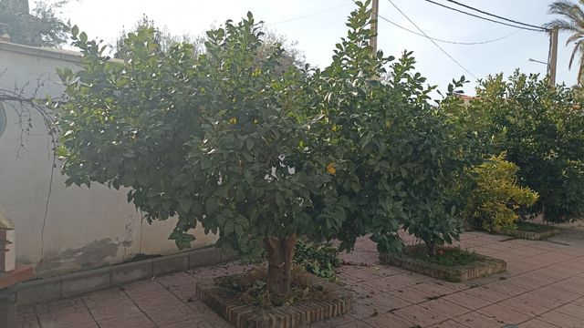 Jardinero poda olivos y demás frutales