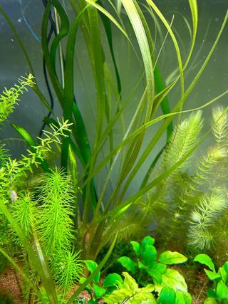Vallisneria Gigantea (planta acuarioagua dulce)