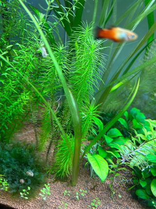 Vallisneria Gigantea (planta acuarioagua dulce)